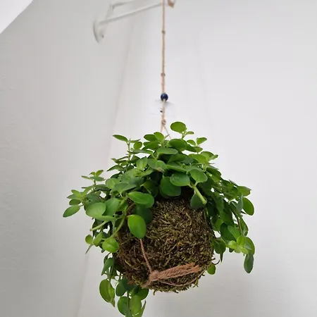 Apartman Flowhere